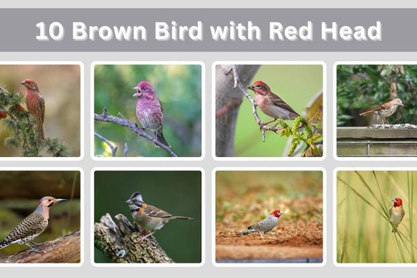 10 Brown Bird with Red Head : Identification with Pictures