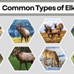 11 Common Types of Elk: Habitat, Diet, Lifecycle and Images