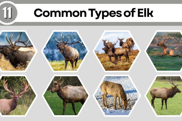 11 Common Types of Elk: Habitat, Diet, Lifecycle and Images