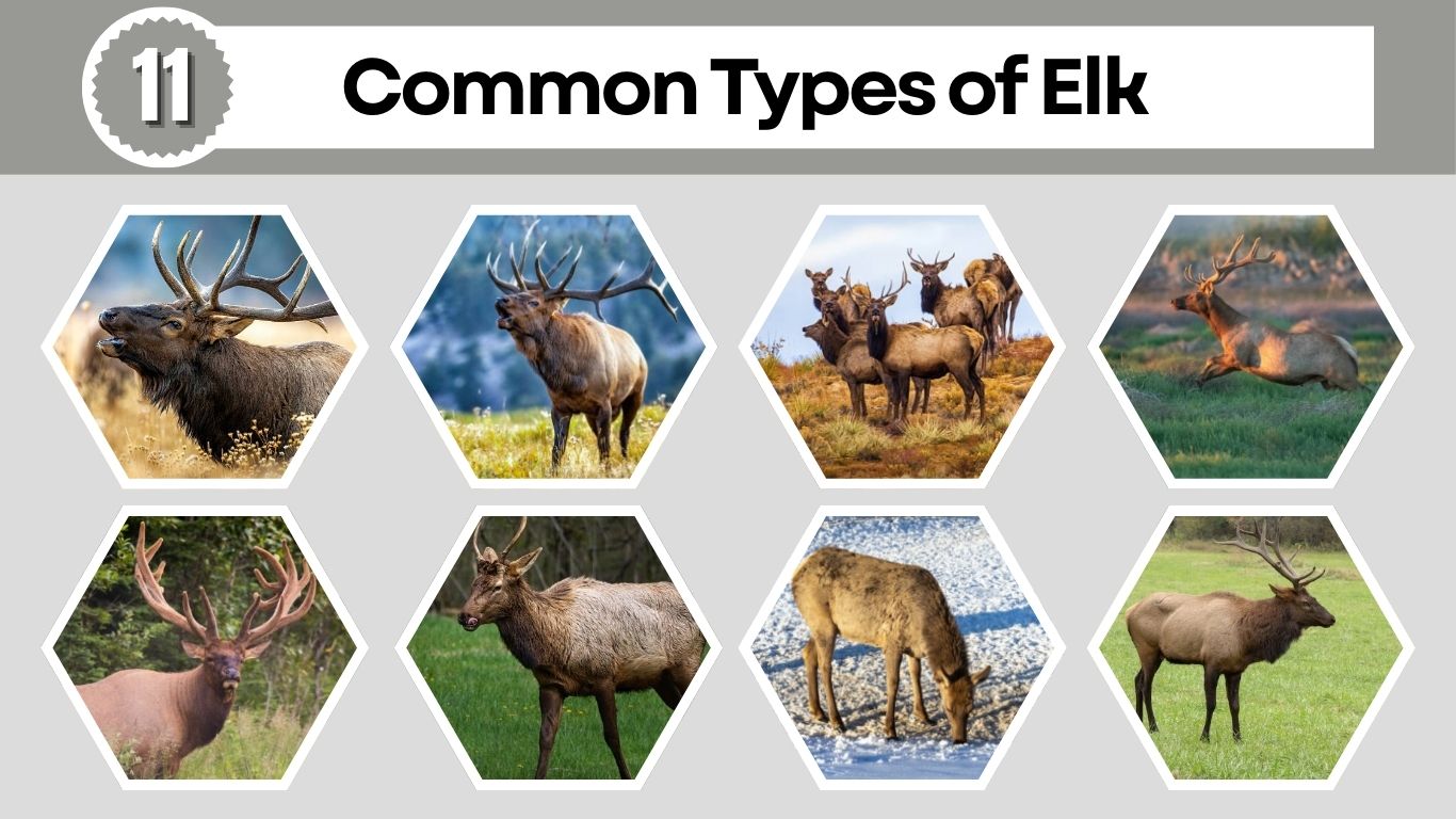 11 Common Types of Elk: Habitat, Diet, Lifecycle and Images
