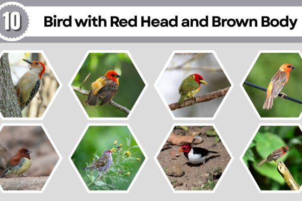 10 Bird with Red Head and Brown Body: Identification with Pictures