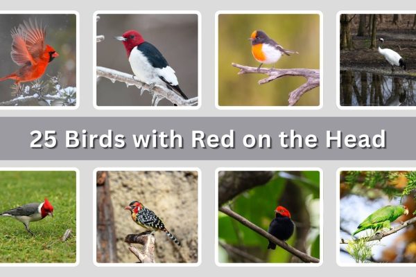 25 Birds with Red on the Head – Identification and Facts