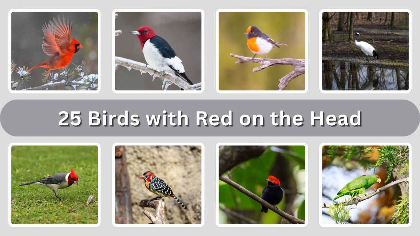 25 Birds with Red on the Head – Identification and Facts