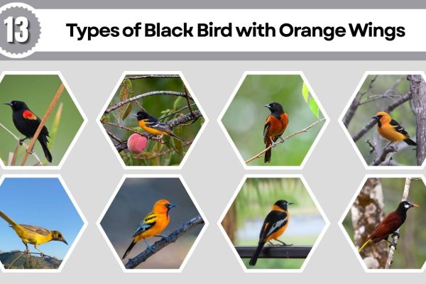 13 Types of Black Bird with Orange Wings: Identification with Picture