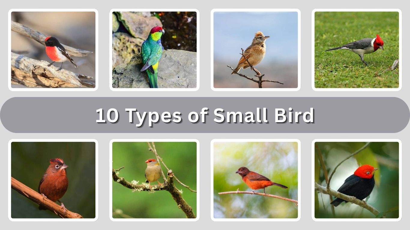 10 Types of Small Bird with Red Cap on Head: Id with Picture