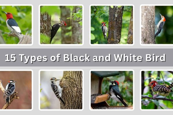 15 Types of Black and White Bird with Red Head: Id with Picture