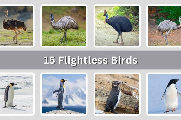 15 Flightless Birds: Habitat, Diet, Identification with Pictures