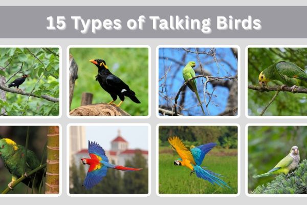 15 Types of Talking Birds: Habitat, Diet, Identification with Pictures