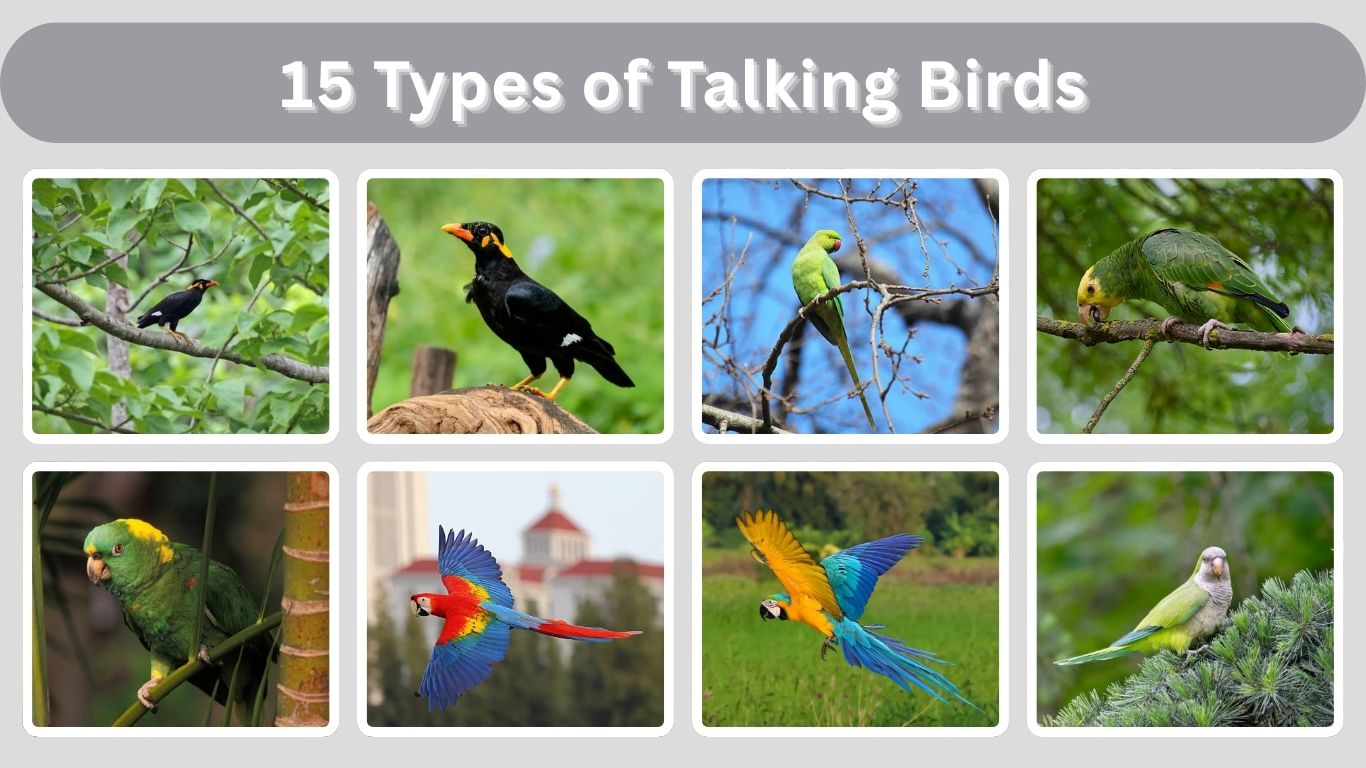 15 Types of Talking Birds: Habitat, Diet, Identification with Pictures