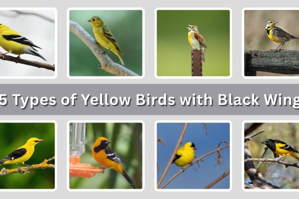15 Types of Yellow Birds with Black Wings: Identification with Pictures 