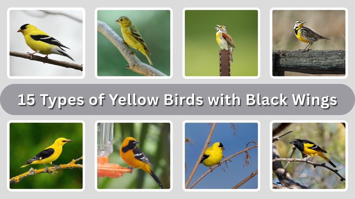 15 Types of Yellow Birds with Black Wings: Identification with Pictures 