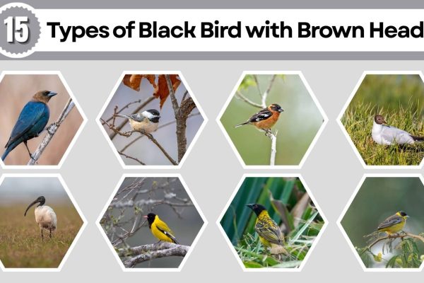 15 Types of Black Bird with Brown Head : Identification with Pictures