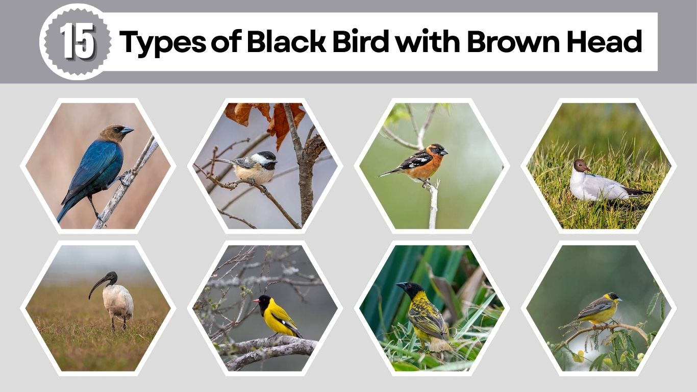 15 Types of Black Bird with Brown Head : Identification with Pictures