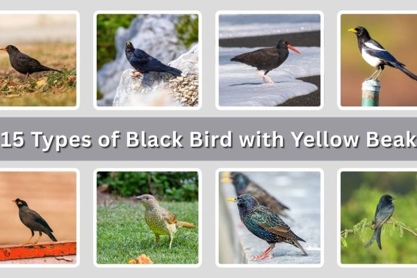 15 Types of Black Bird with Yellow Beak : Identification with Pictures