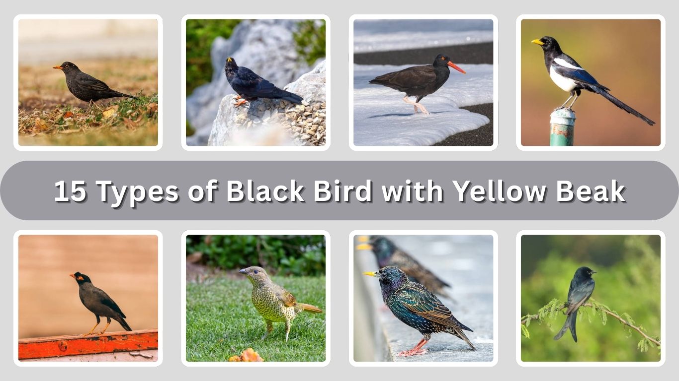 15 Types of Black Bird with Yellow Beak : Identification with Pictures
