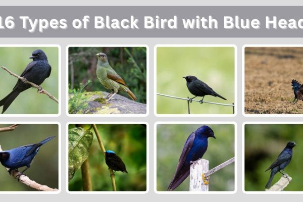 16 Types of Black Bird with Blue Head : Identification with Pictures