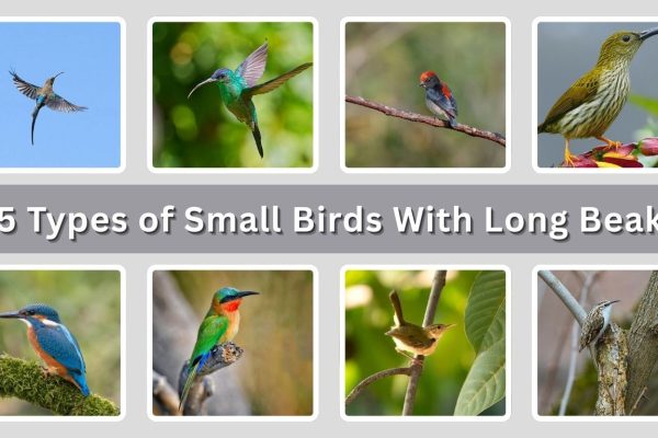 15 Types of Small Birds With Long Beaks: (ID with Pictures)