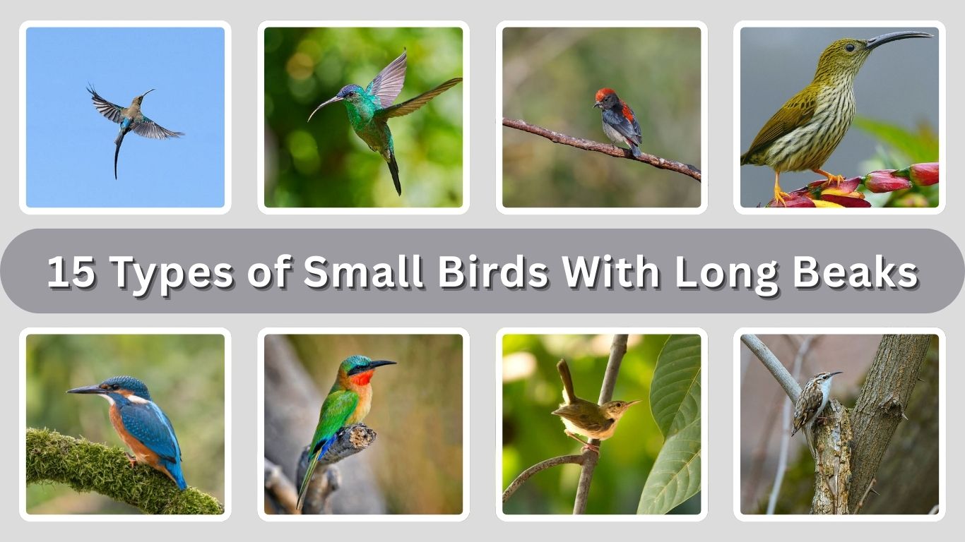 15 Types of Small Birds With Long Beaks: (ID with Pictures)
