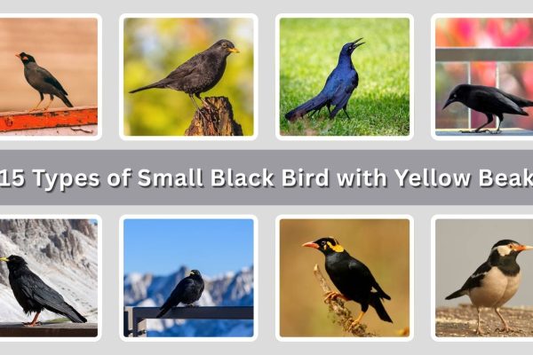 15 Types of Small Black Bird with Yellow Beak: ID with Picture