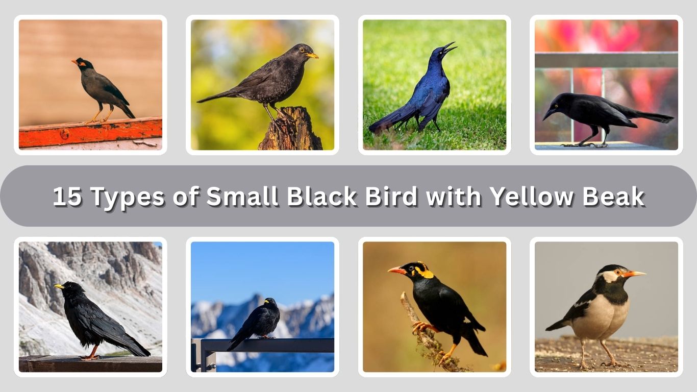 15 Types of Small Black Bird with Yellow Beak: ID with Picture