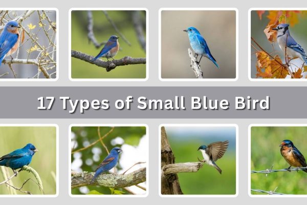 17 Types of Small Blue Bird: Identification with Picture
