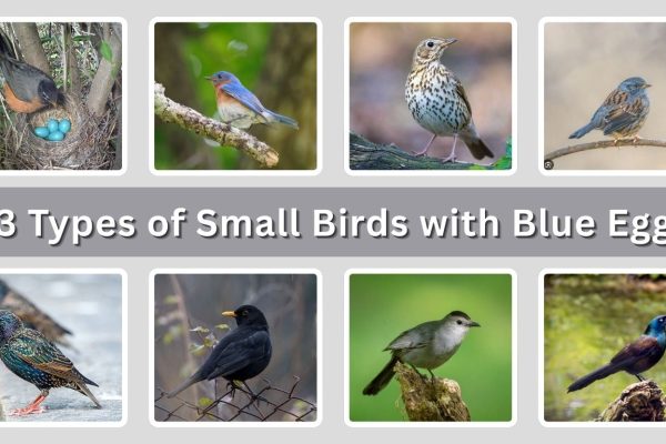 13 Types of Small Birds with Blue Eggs: Identification with Picture
