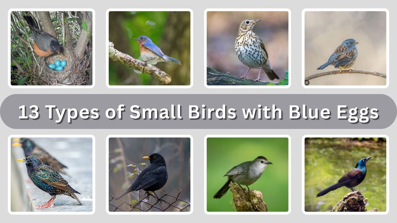 13 Types of Small Birds with Blue Eggs: Identification with Picture