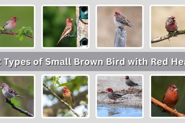12 Types of Small Brown Bird with Red Head: ID with Picture