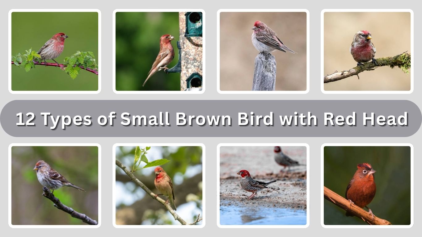 12 Types of Small Brown Bird with Red Head: ID with Picture