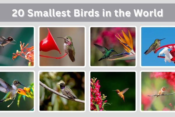20 Smallest Birds in the World: Identification with Pictures