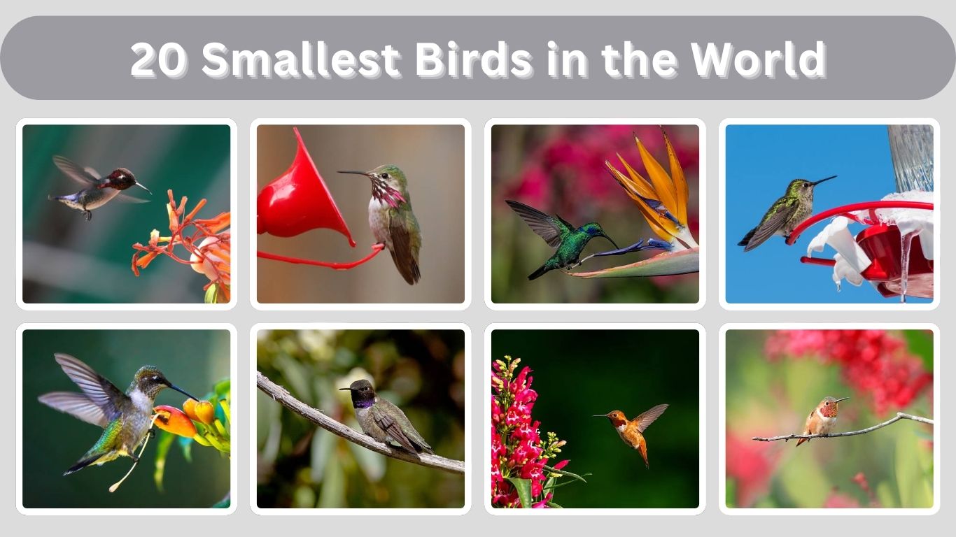 20 Smallest Birds in the World: Identification with Pictures