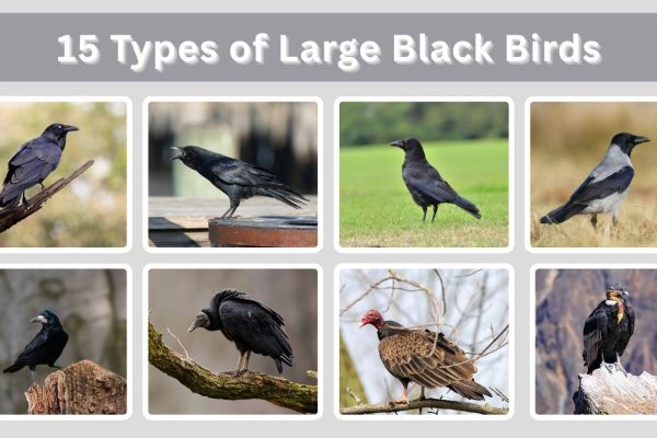15 Types of Large Black Birds: Identification with Pictures & Name
