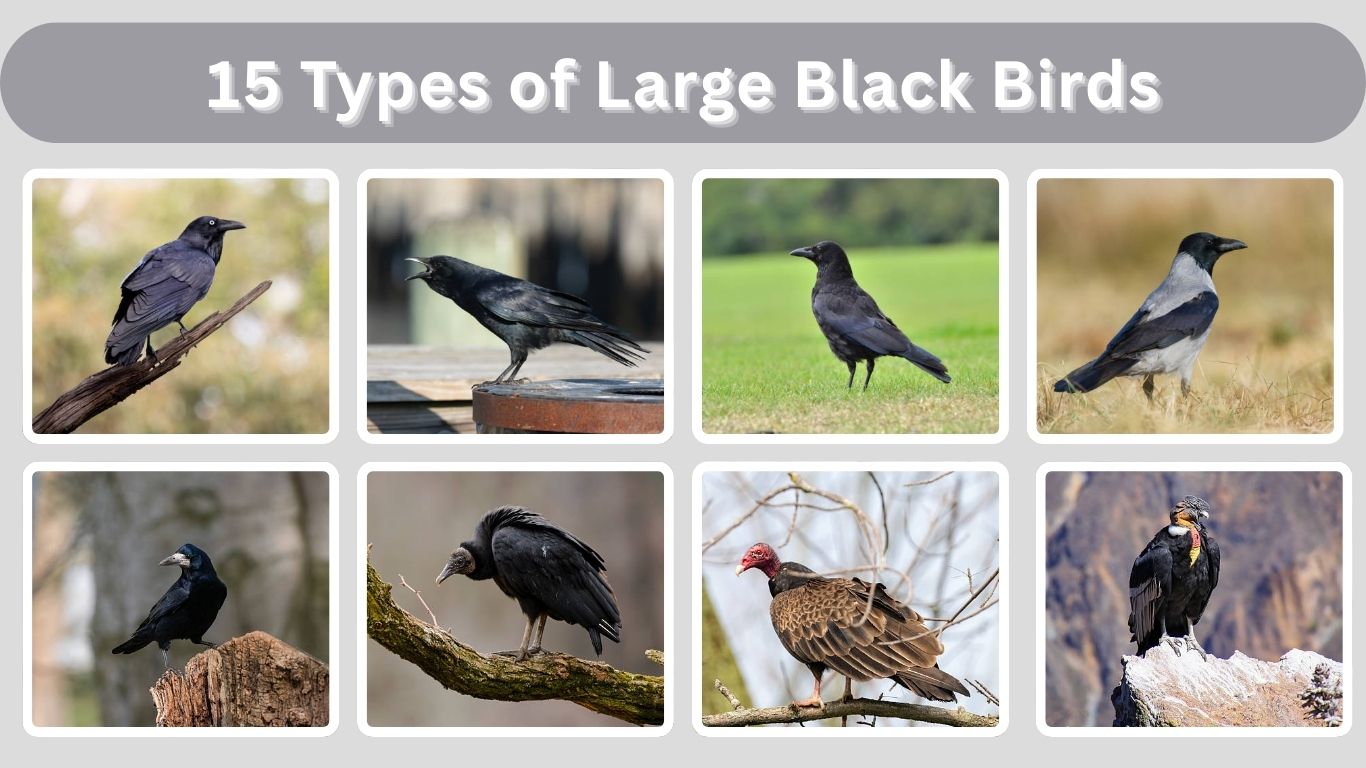 15 Types of Large Black Birds: Identification with Pictures & Name