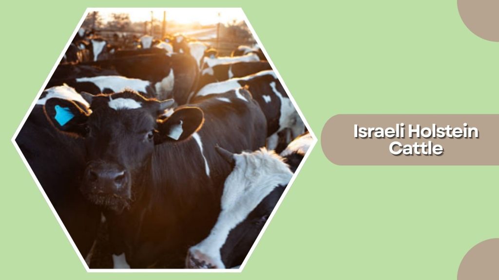 Israeli Holstein Cattle