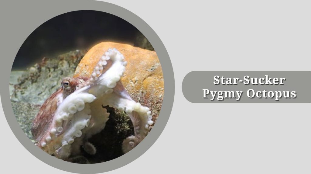 Star-Sucker Pygmy Octopus