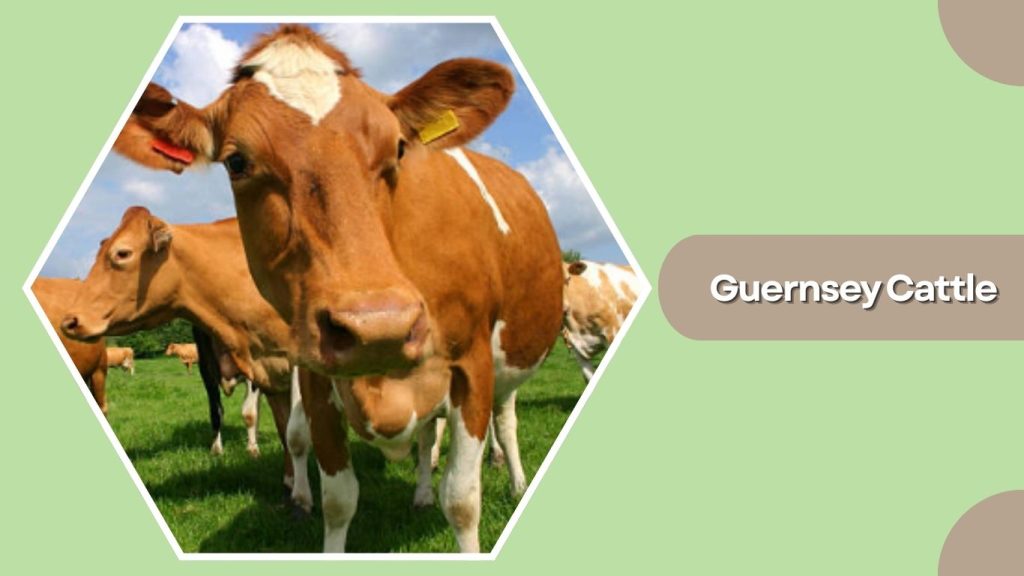Guernsey Cattle