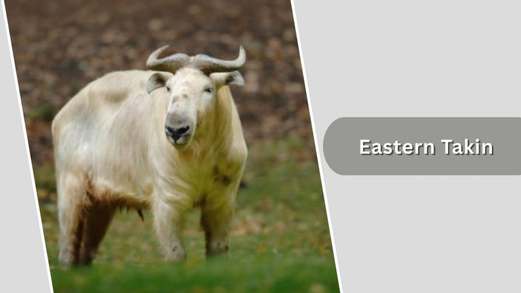  Eastern Takin