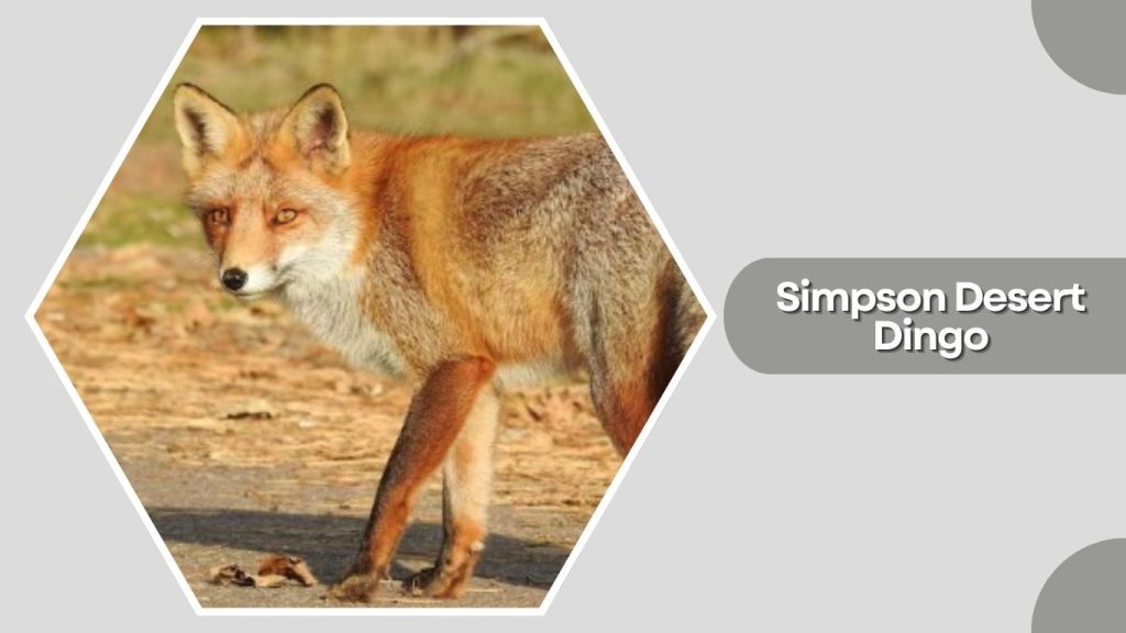 Simpson Desert Dingo