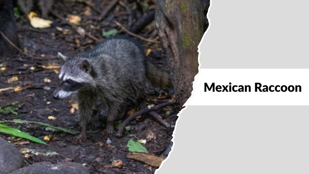 Mexican Raccoon (Procyon lotor fuscipes)