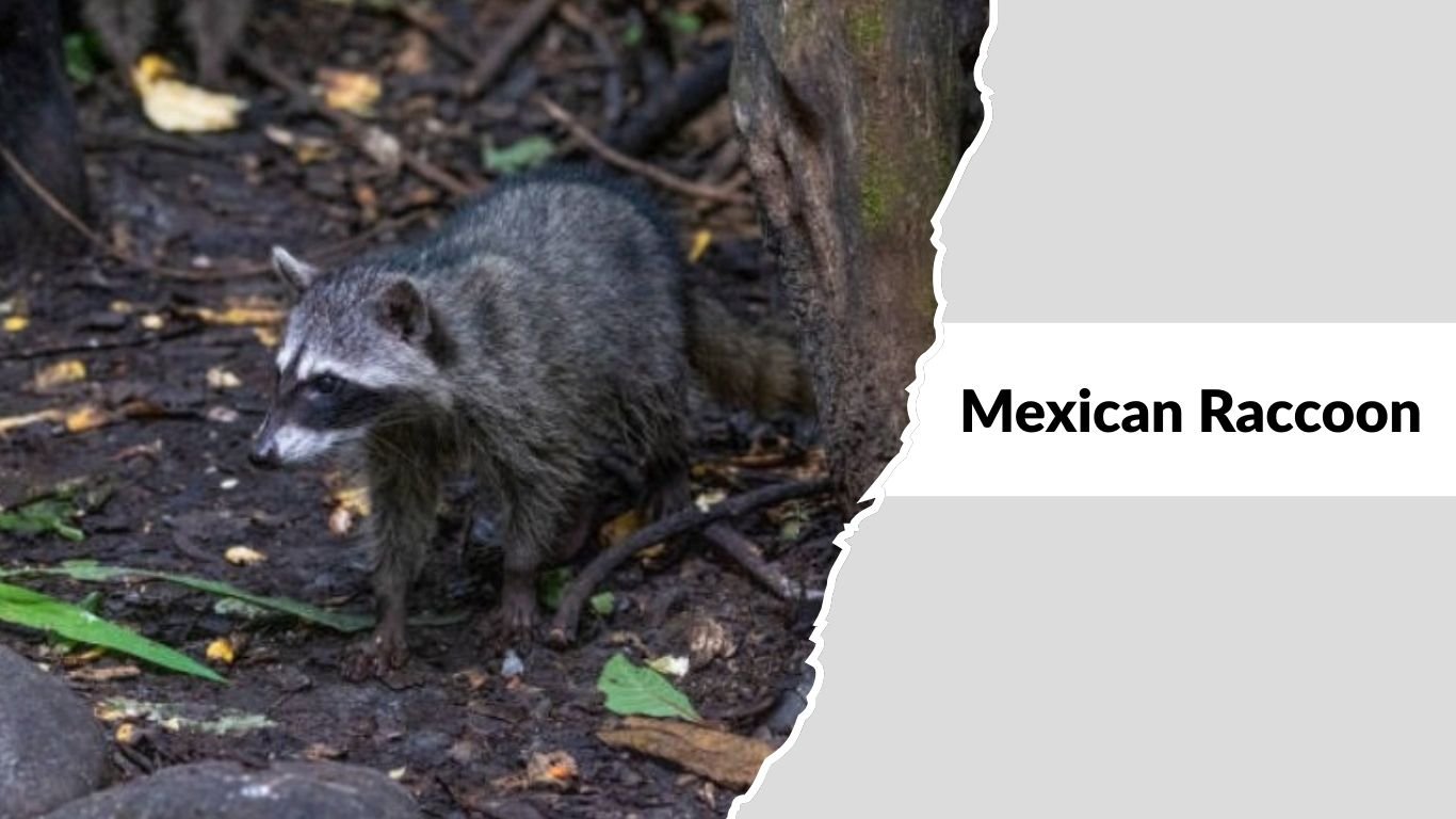 Different Racoons 14 Types of Raccoons: Species Identification with Pictures