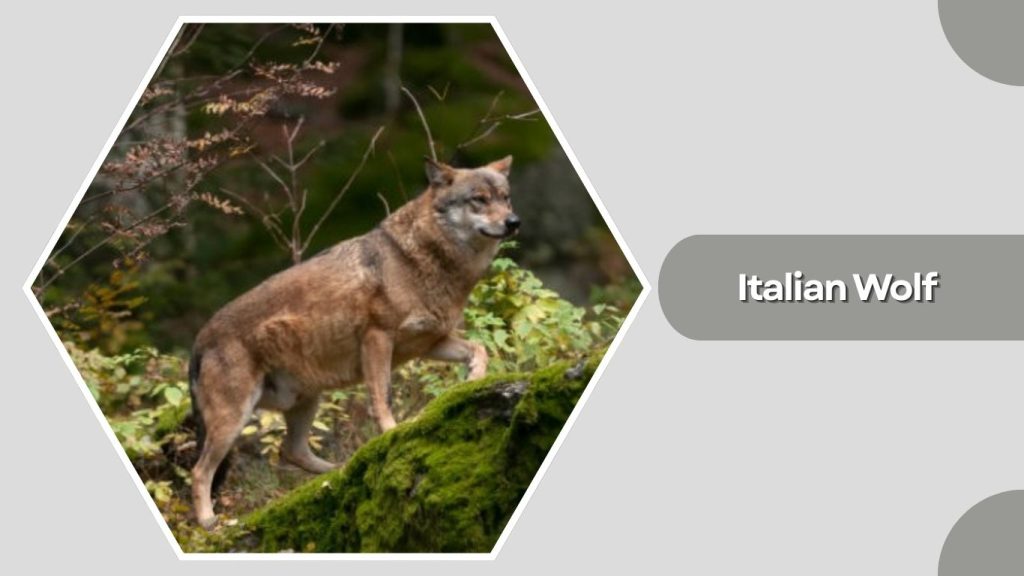  Italian Wolf