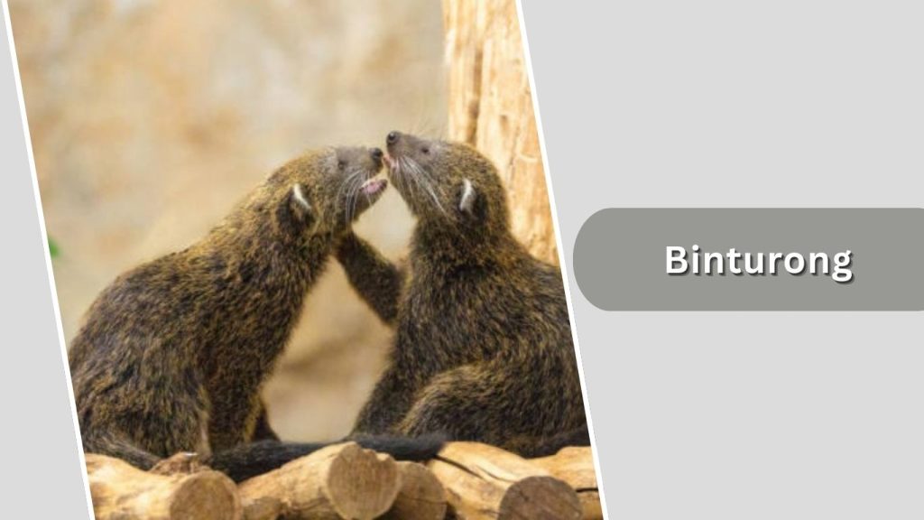 Binturong