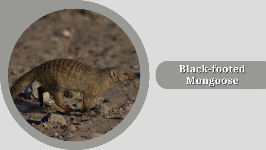 Black-footed Mongoose