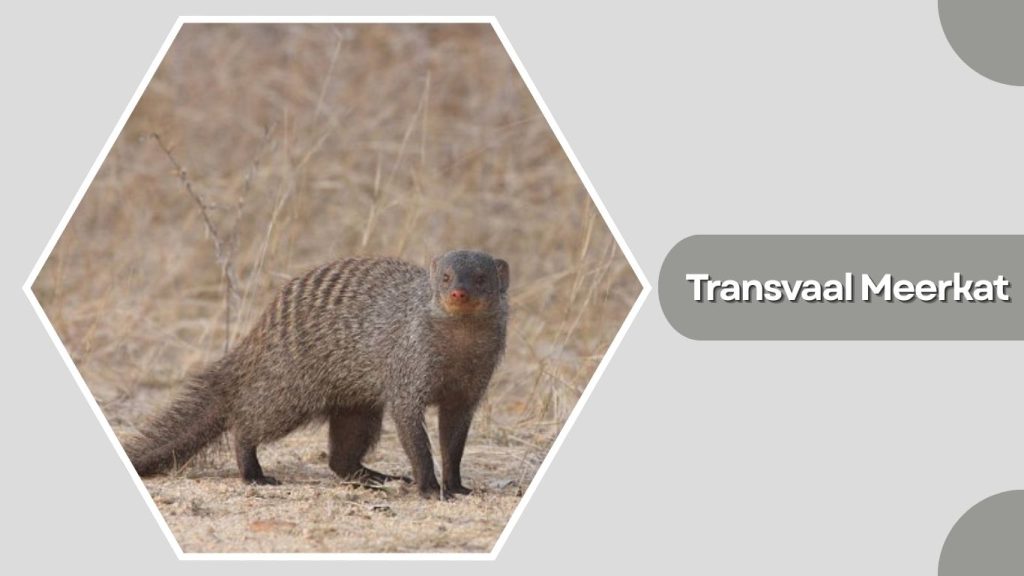Transvaal Meerkat