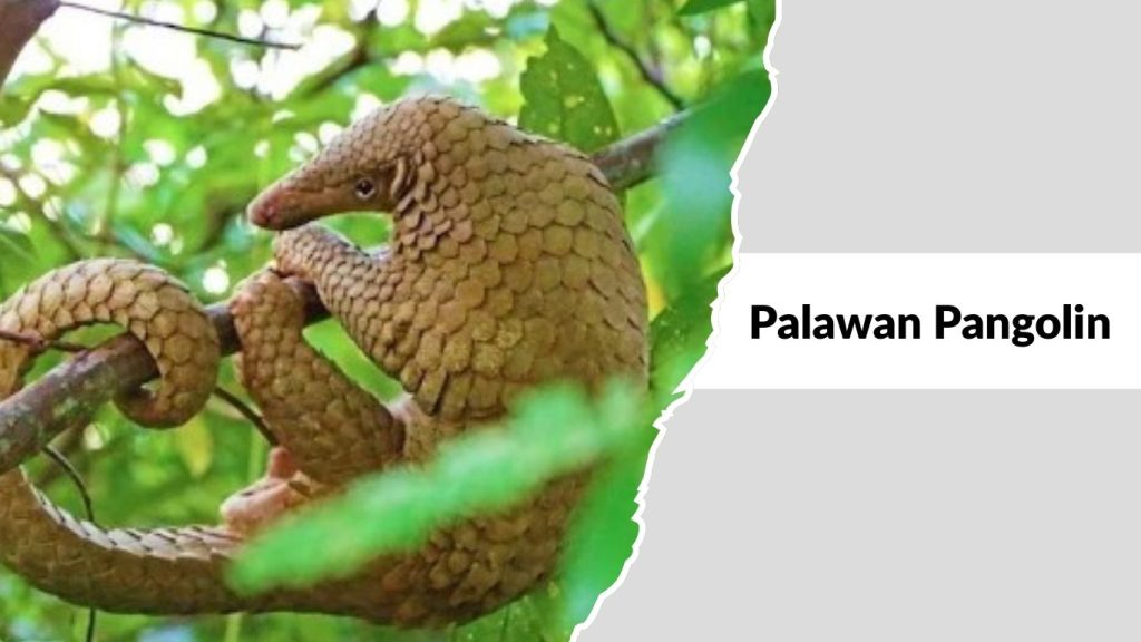 Palawan Pangolin