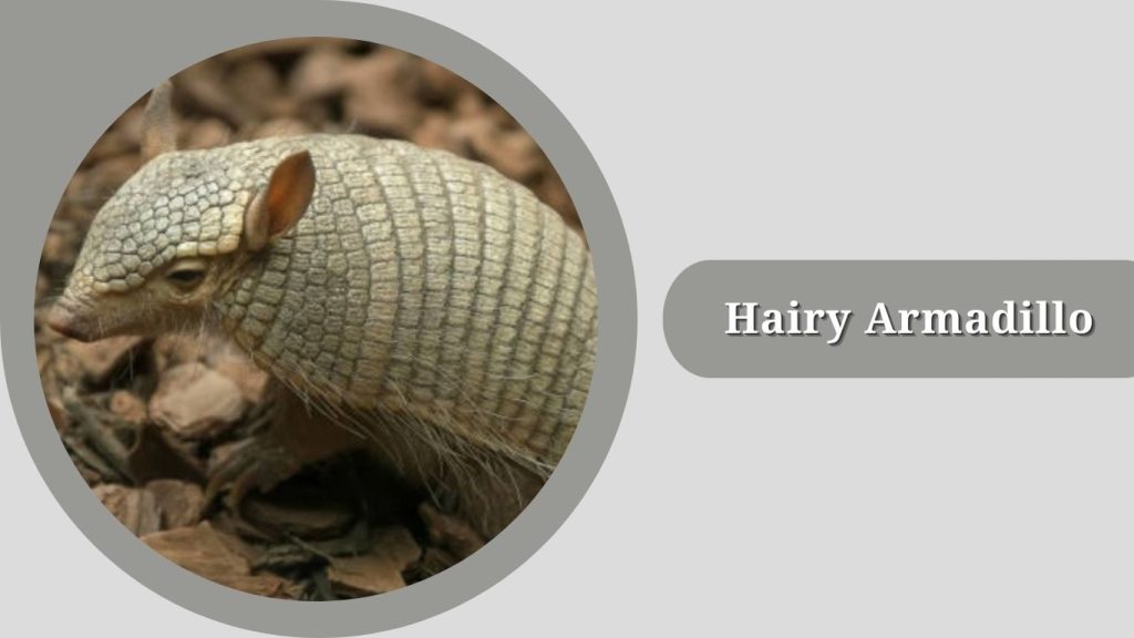 Hairy Armadillo