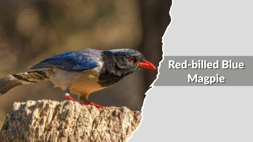 Red-billed Blue Magpie