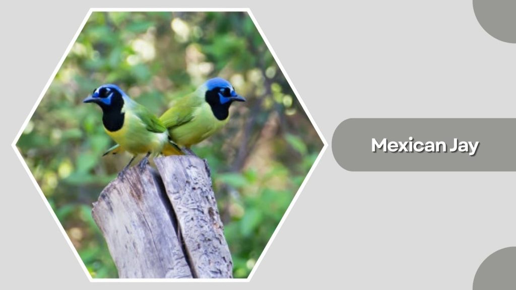 Mexican Jay