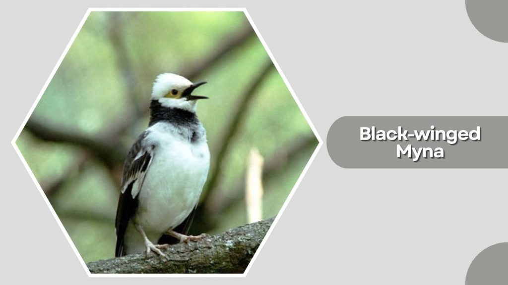 Black-winged Myna