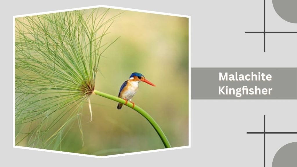 Malachite Kingfisher